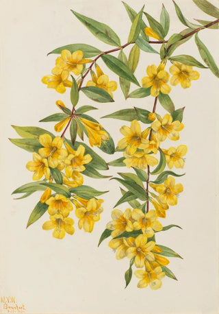 Mary Vaux Walcott - Carolina Jessamine Gelsemium sempervirens.webp