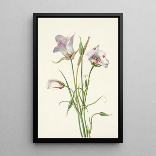 Mary Vaux Walcott - Catalina Mariposa Calochortus catalinae.webp