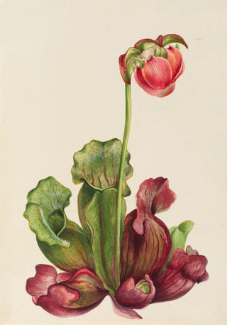 Mary Vaux Walcott - Common Pitcherplant Sarracenia purpurea venosa.webp