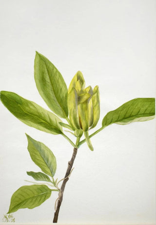 Mary Vaux Walcott - Cucumber Tree Magnolia scuminata.webp