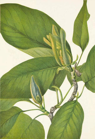 Mary Vaux Walcott - Cucumbertree Magnolia acuminata.webp