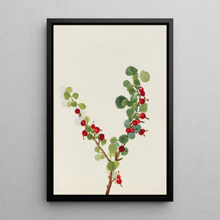 Mary Vaux Walcott - Currant unfinished.webp
