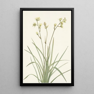 Mary Vaux Walcott - Deathcamas Zygadenus elegans.webp