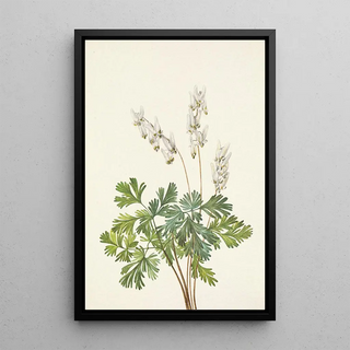 Mary Vaux Walcott - Dutchmansbreeches Bikukulla cucullaria.webp