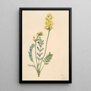 Mary Vaux Walcott - False Locoweed Oxytropia gracilis.webp