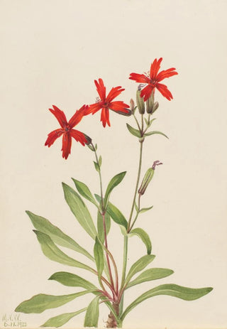Mary Vaux Walcott - Fire Pink Silene virginica.webp