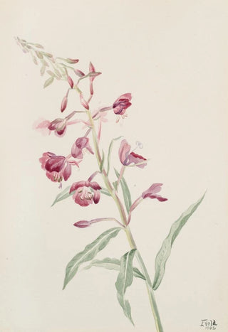 Mary Vaux Walcott - Fireweed Epilobium angustifolium.webp