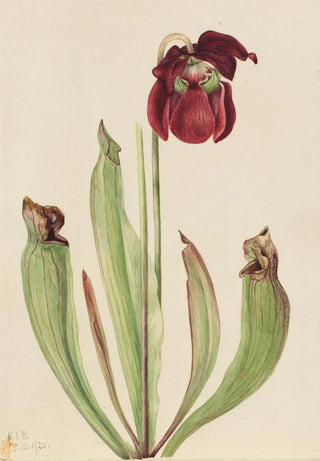 Mary Vaux Walcott - Hybrid Pitcherplant Sarracenia rubra xs purpurea venosa.webp