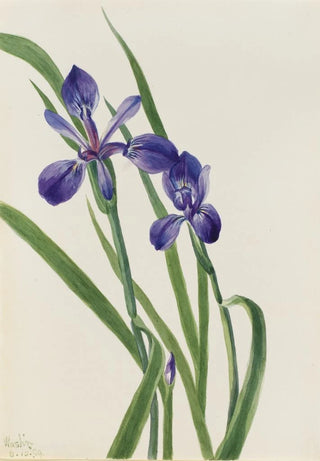 Mary Vaux Walcott - Iris Iris species.webp