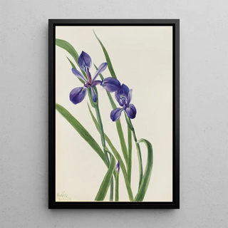 Mary Vaux Walcott - Iris Iris species.webp
