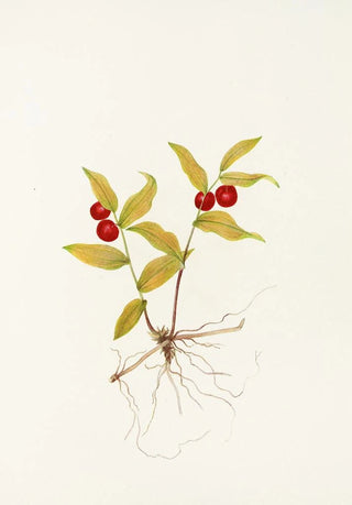 Mary Vaux Walcott - Kruhsea fruit Kruhsea streptopoides.webp