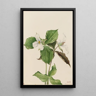 Mary Vaux Walcott - Large White Trillium Trillium grandiflorum.webp