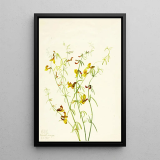 Mary Vaux Walcott - Lotus puberulus.webp