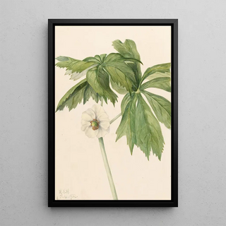 Mary Vaux Walcott - Mayapple Podphyllum paltatum.webp