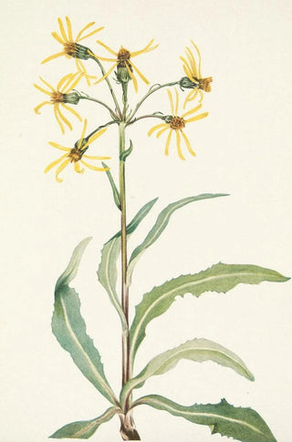 Mary Vaux Walcott - Mourning Groundsel Senecio lugens.webp