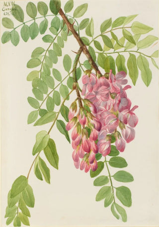 Mary Vaux Walcott - New Mexican Locust Robinia neomexicana.webp
