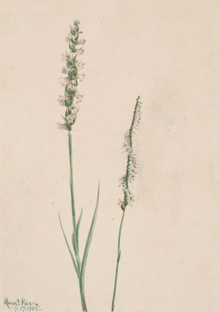 Mary Vaux Walcott - Nodding LadiesTresses Ibidium cernum.webp