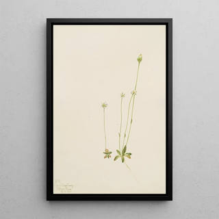 Mary Vaux Walcott - Oxytropis aepicola.webp