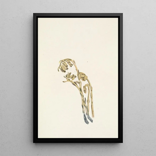 Mary Vaux Walcott - Pale Pinesap Hypopitys americana.webp