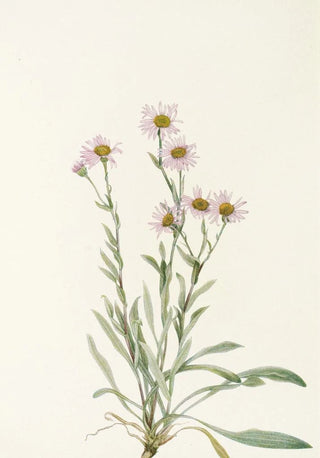 Mary Vaux Walcott - Pink Fleabane Erigeron caespitosus.webp