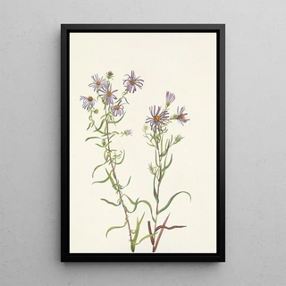 Mary Vaux Walcott - Prairie Aster Aster campestris.webp