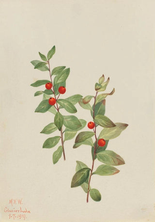 Mary Vaux Walcott - Red Comandra Comandra livida.webp