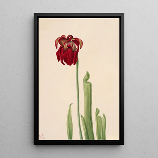 Mary Vaux Walcott - Red Pitcherplant Sarracenia jonesii.webp