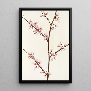 Mary Vaux Walcott - Redbud Cercis canadensis.webp