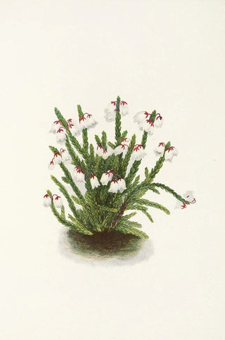 Mary Vaux Walcott - Rocky Mountain Cassiope Cassiope mertensiana.webp