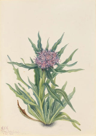 Mary Vaux Walcott - Saussurea Saussurea densa.webp