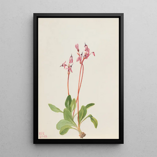 Mary Vaux Walcott - Shooting Star Dodecatheon hendersonii.webp