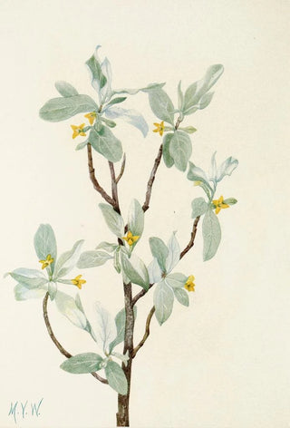 Mary Vaux Walcott - Silverberry flower Elaeagnus commutata.webp