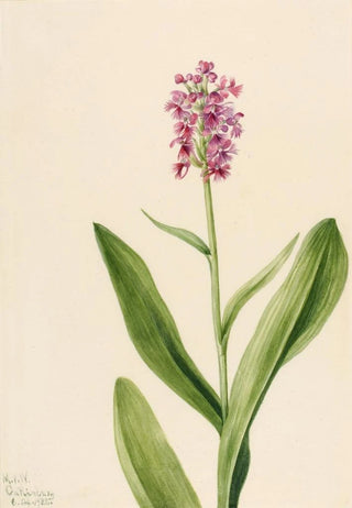 Mary Vaux Walcott - Small Purple Fringe Orchid Habenaria psychodes.webp