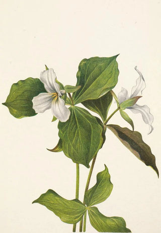 Mary Vaux Walcott - Snow Trillium Trillium grandiflorum.webp