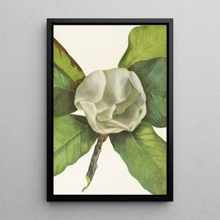 Mary Vaux Walcott - Southern Magnolia flower Magnolia grandiflora.webp