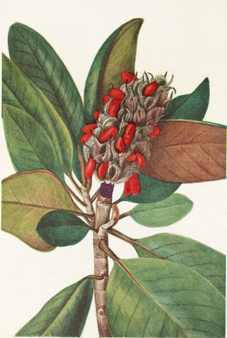 Mary Vaux Walcott - Southern Magnolia fruit Magnolia grandiflora.webp