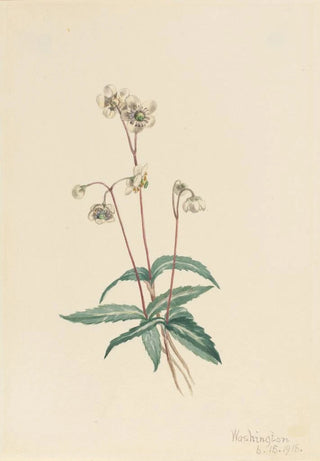 Mary Vaux Walcott - Spotted Pipsissewa Chimaphila maculata.webp