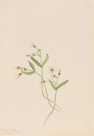 Mary Vaux Walcott - Spring Beauty Claytonia lanceolata.webp