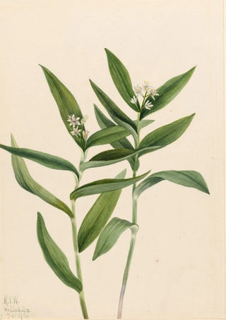 Mary Vaux Walcott - Star Solomonplume Vagnera stellata.webp