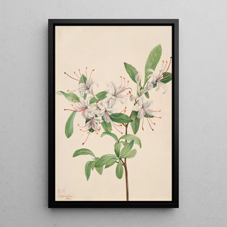 Mary Vaux Walcott - Sweet Azalea Azalea arborescens.webp