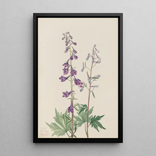 Mary Vaux Walcott - Tall Larkspur Delphinium elongatum.webp