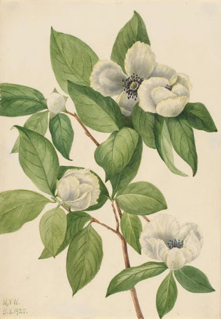 Mary Vaux Walcott - Virginia Stewartia Stewartia malachodendron.webp