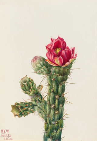 Mary Vaux Walcott - Walkingstick Cholla Opuntia imbricata.webp