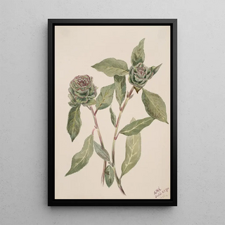 Mary Vaux Walcott - Willow Salix.webp