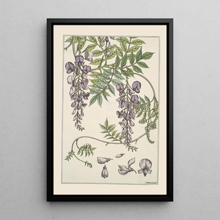 Maurice Pillard Verneuil - Glycine.webp