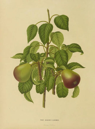 Abraham Jacobus Wendel - Nederlandsche flora en pomona Pl11.webp