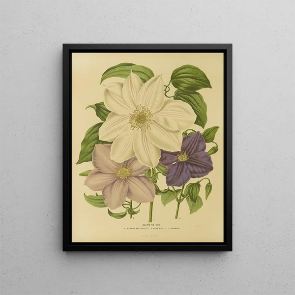 Abraham Jacobus Wendel - Nederlandsche flora en pomona Pl12.webp
