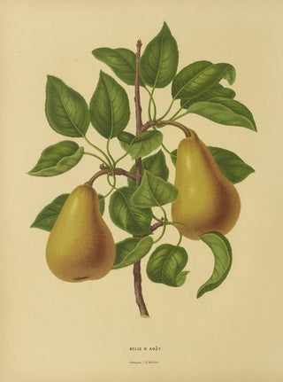 Abraham Jacobus Wendel - Nederlandsche flora en pomona Pl19.webp