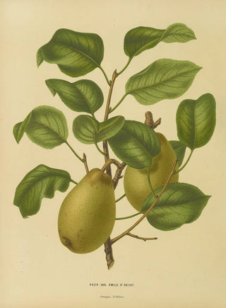 Abraham Jacobus Wendel - Nederlandsche flora en pomona Pl25.webp