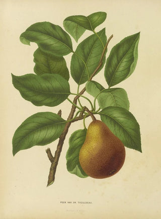 Abraham Jacobus Wendel - Nederlandsche flora en pomona Pl37.webp